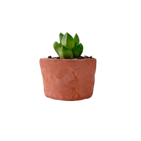 Minimalist Natural Clay Planter – 5 cm (Unglazed) 🌿🏺