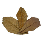 10 pcs Natural Dried Almond Leaves 🐠🍂
