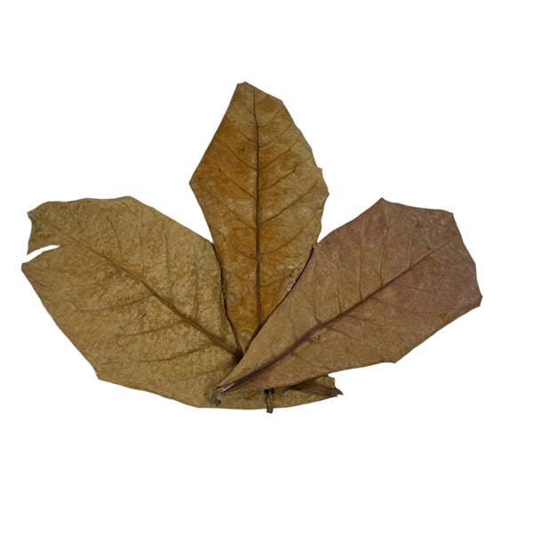 10 pcs Natural Dried Almond Leaves 🐠🍂