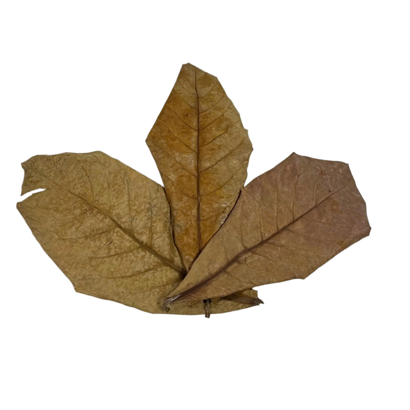 10 pcs Natural Dried Almond Leaves 🐠🍂