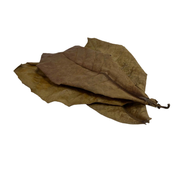 10 pcs Natural Dried Almond Leaves 🐠🍂
