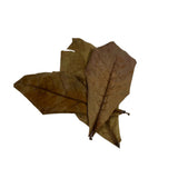 10 pcs Natural Dried Almond Leaves 🐠🍂