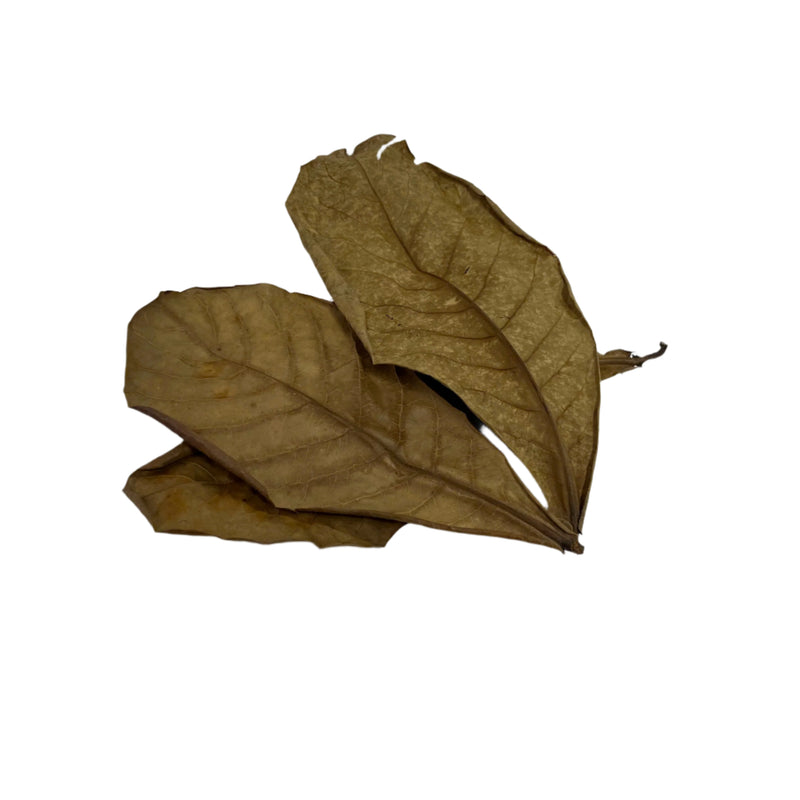 10 pcs Natural Dried Almond Leaves 🐠🍂