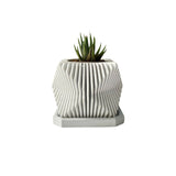 Succulents Plants Live in Modern Pot - Live Succulents Randomly Picked
