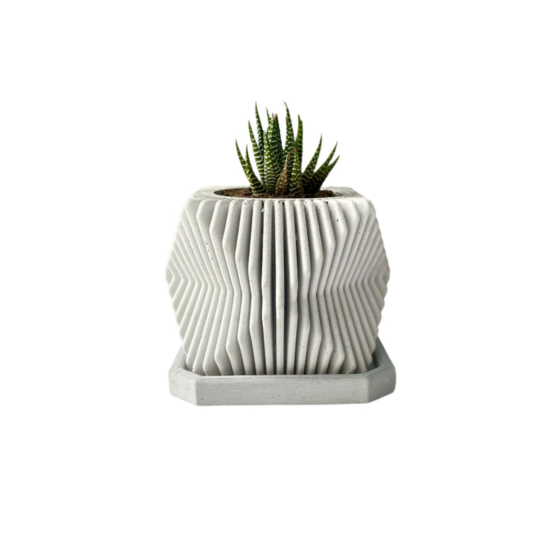 Succulents Plants Live in Modern Pot - Live Succulents Randomly Picked