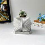 Succulents Plants Live in Modern Pot - Live Succulents Randomly Picked