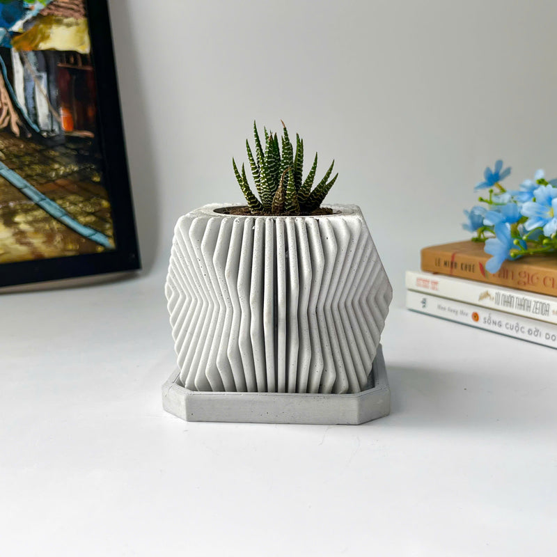 Succulents Plants Live in Modern Pot - Live Succulents Randomly Picked