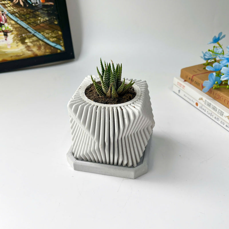 Succulents Plants Live in Modern Pot - Live Succulents Randomly Picked