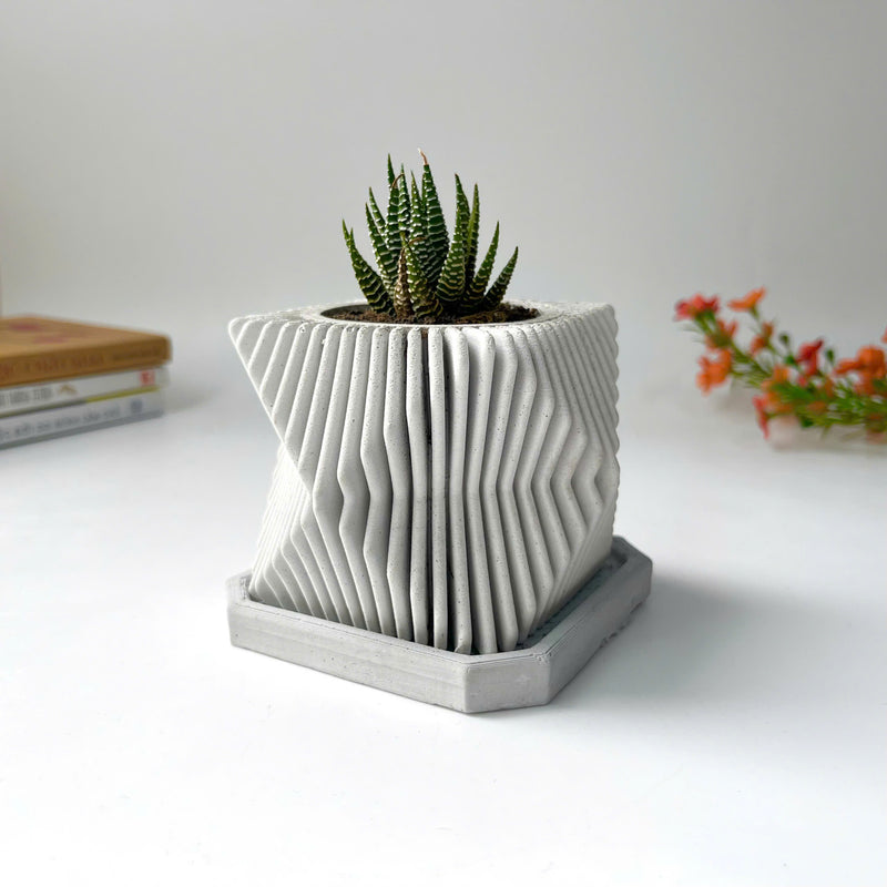 Succulents Plants Live in Modern Pot - Live Succulents Randomly Picked