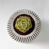 Concrete 3-tier spiral planter