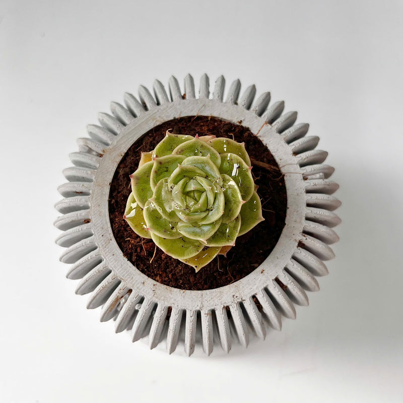 Concrete 3-tier spiral planter