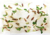 Thai Double Adenium Seeds - 10 seeds