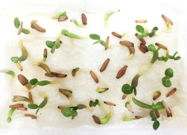 Thai Double Adenium Seeds - 10 seeds
