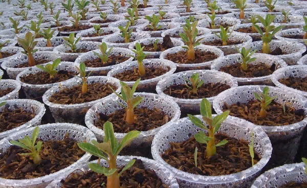 Thai Adenium Double Flower Seeds 7 Color Mix - 10 Seeds