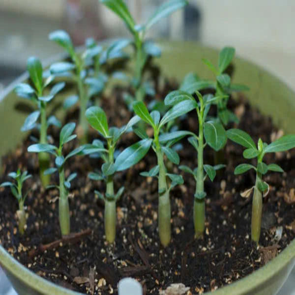 Thai Double Adenium Seeds - 10 seeds