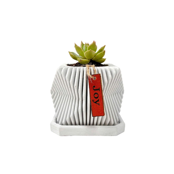 Live succulent in modern planter set