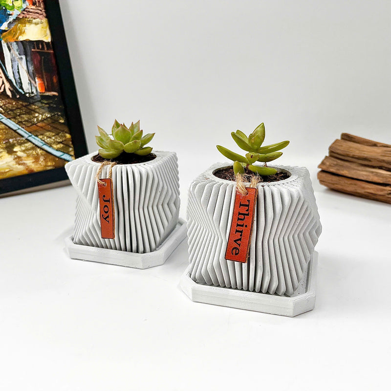 Live succulent in modern planter set