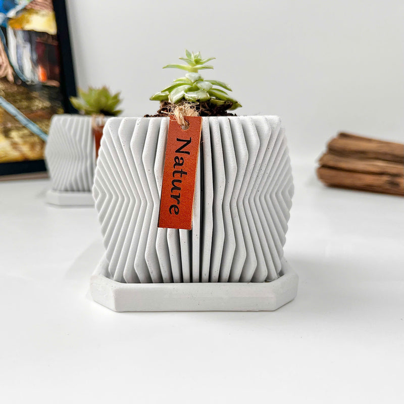 Live succulent in modern planter set
