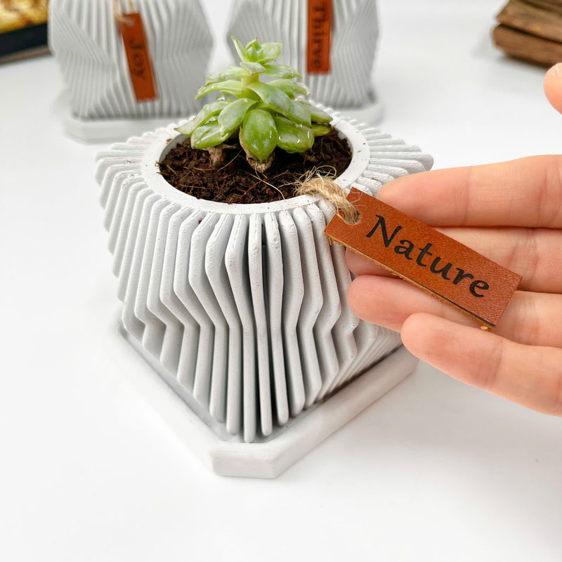 Live succulent in modern planter set