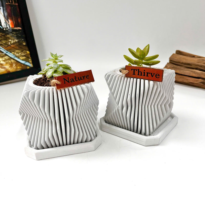 Live succulent in modern planter set
