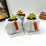 Live succulent in modern planter set