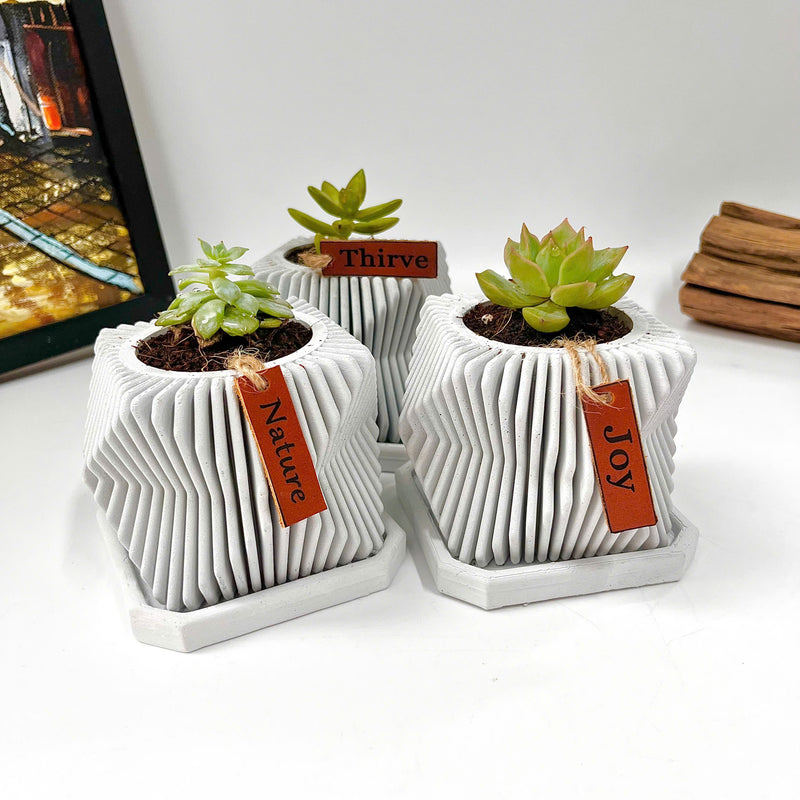 Live succulent in modern planter set