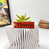 Live succulent in modern planter set