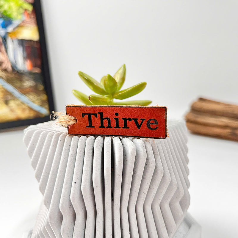 Live succulent in modern planter set