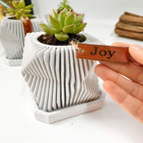 Live succulent in modern planter set
