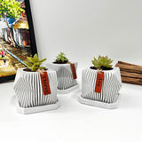 Live succulent in modern planter set