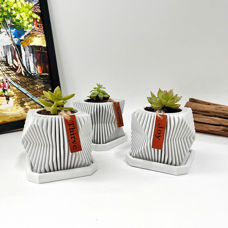 Live succulent in modern planter set