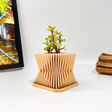 Live Succulents Plants in Modern Pot - Live Succulents Randomly Picked