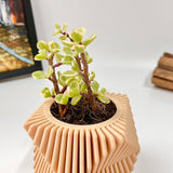 Live Succulents Plants in Modern Pot - Live Succulents Randomly Picked