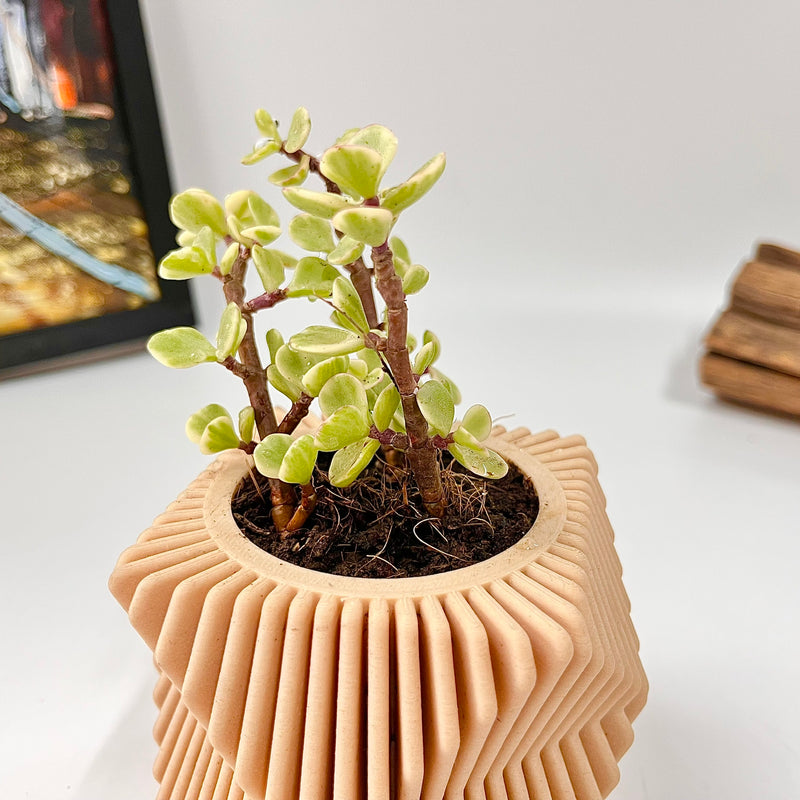 Live Succulents Plants in Modern Pot - Live Succulents Randomly Picked