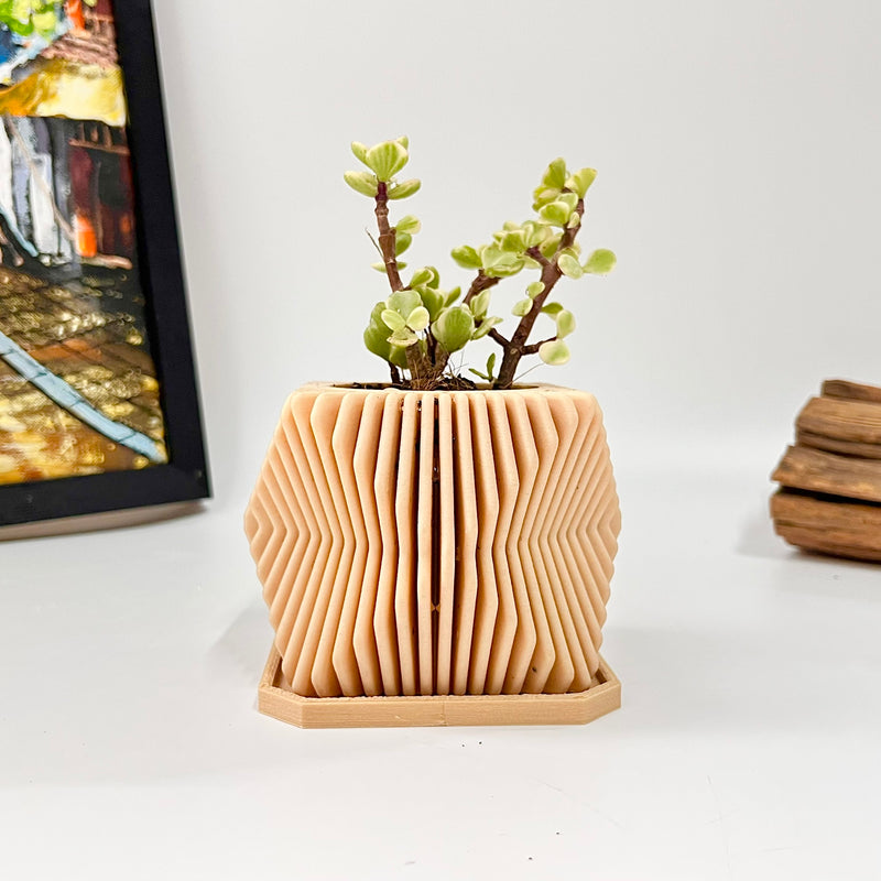 Live Succulents Plants in Modern Pot - Live Succulents Randomly Picked