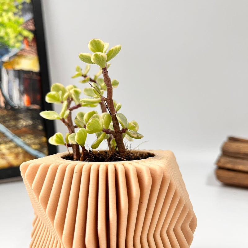 Live Succulents Plants in Modern Pot - Live Succulents Randomly Picked