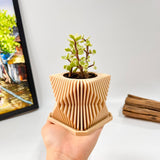 Live Succulents Plants in Modern Pot - Live Succulents Randomly Picked