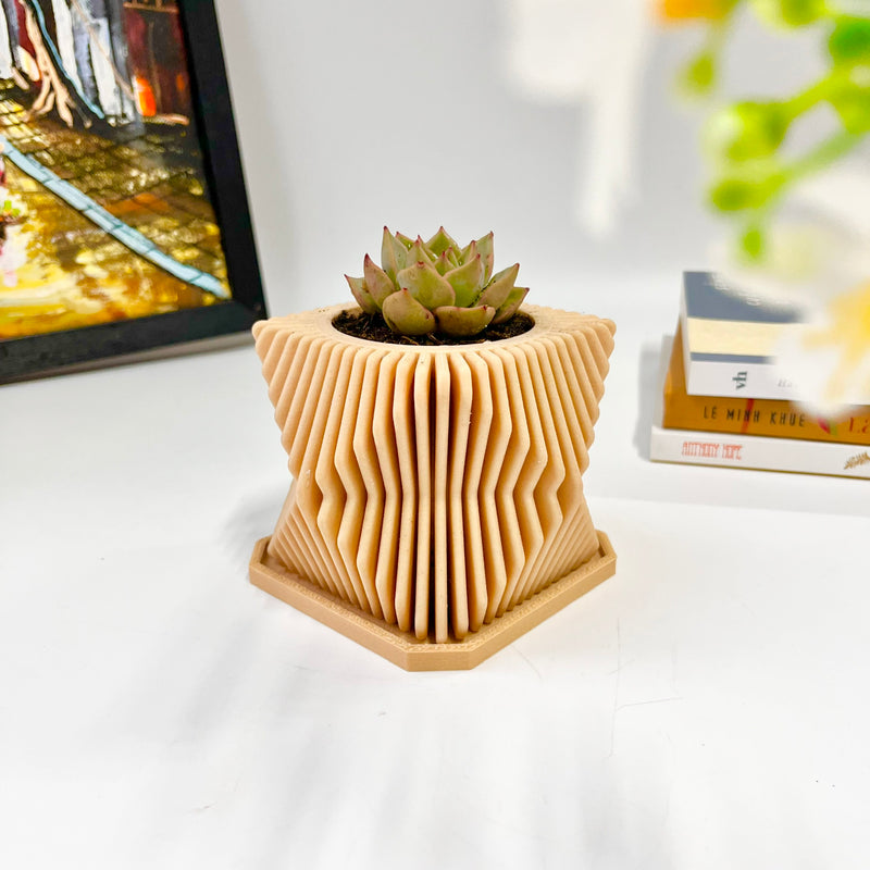 Live Succulents Plants in Modern Pot - Live Succulents Randomly Picked