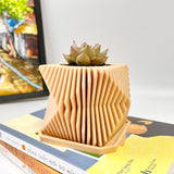 Live Succulents Plants in Modern Pot - Live Succulents Randomly Picked
