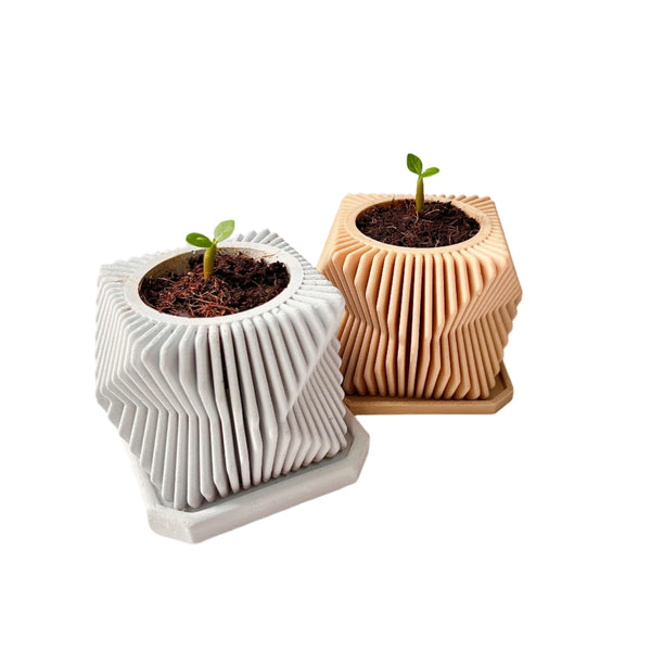 DIY Planting Set - Desert Rose Flower - Grow Green, Feel Good