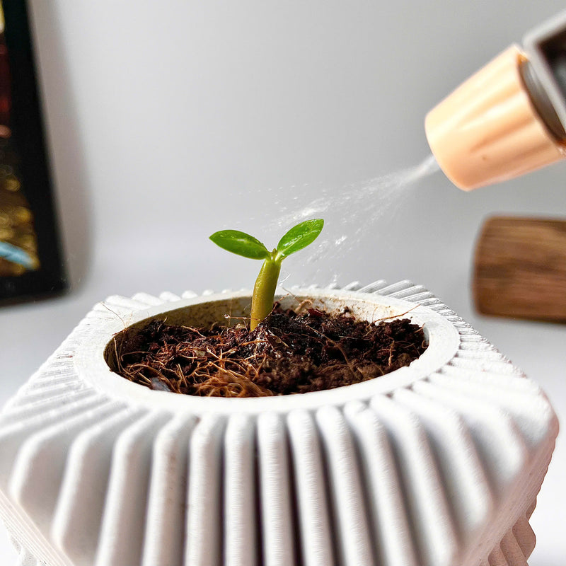 DIY Planting Set - Desert Rose Flower - Grow Green, Feel Good