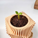DIY Planting Set - Desert Rose Flower - Grow Green, Feel Good