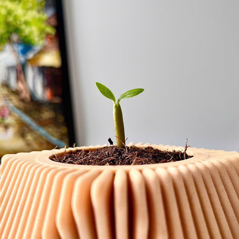 DIY Planting Set - Desert Rose Flower - Grow Green, Feel Good