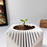 DIY Planting Set - Desert Rose Flower - Grow Green, Feel Good