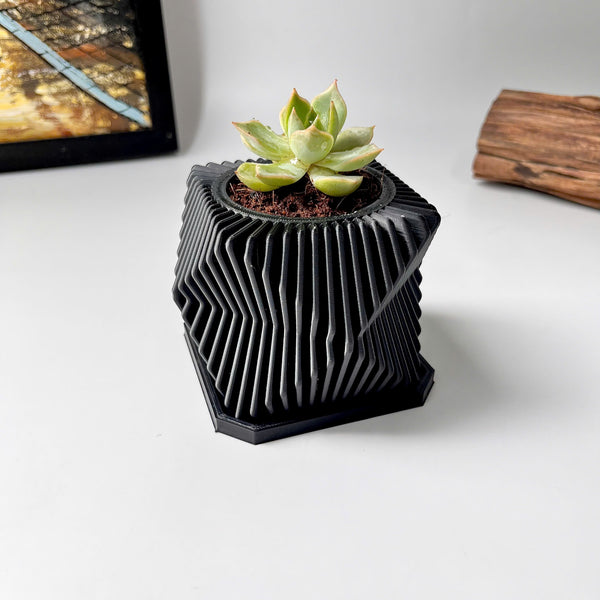 Live Succulents Plants in Geometric plant pot - Live Succulents Randomly Picked