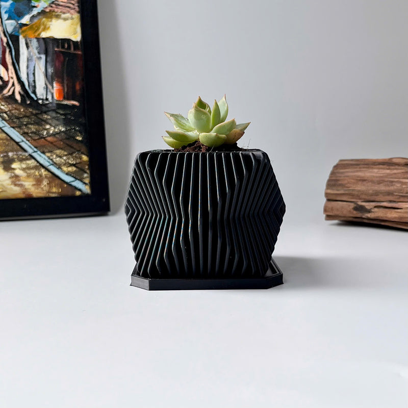 Live Succulents Plants in Geometric plant pot - Live Succulents Randomly Picked