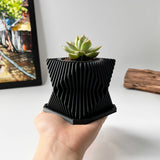Live Succulents Plants in Geometric plant pot - Live Succulents Randomly Picked
