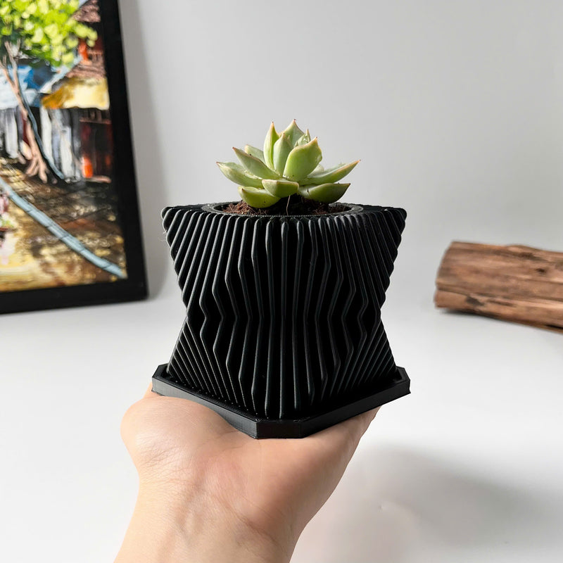 Live Succulents Plants in Geometric plant pot - Live Succulents Randomly Picked