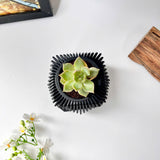 Live Succulents Plants in Geometric plant pot - Live Succulents Randomly Picked