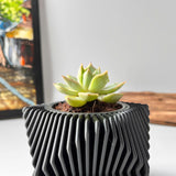 Live Succulents Plants in Geometric plant pot - Live Succulents Randomly Picked